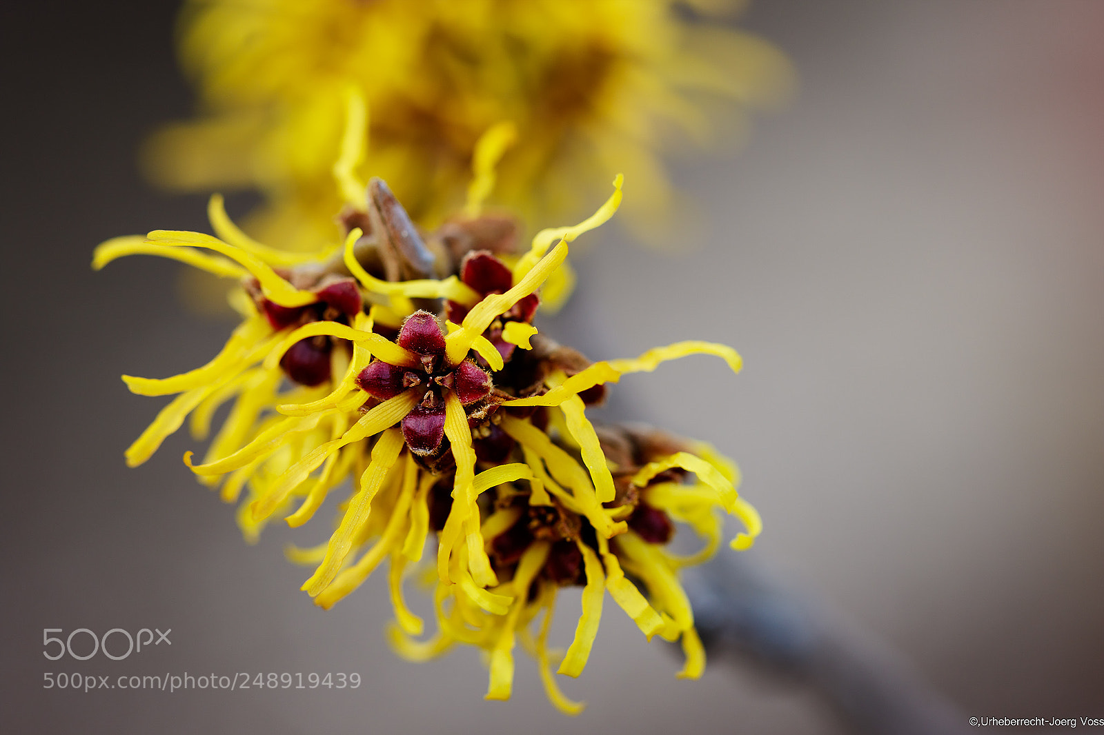 Canon EOS 7D Mark II sample photo. Yellow spring photography