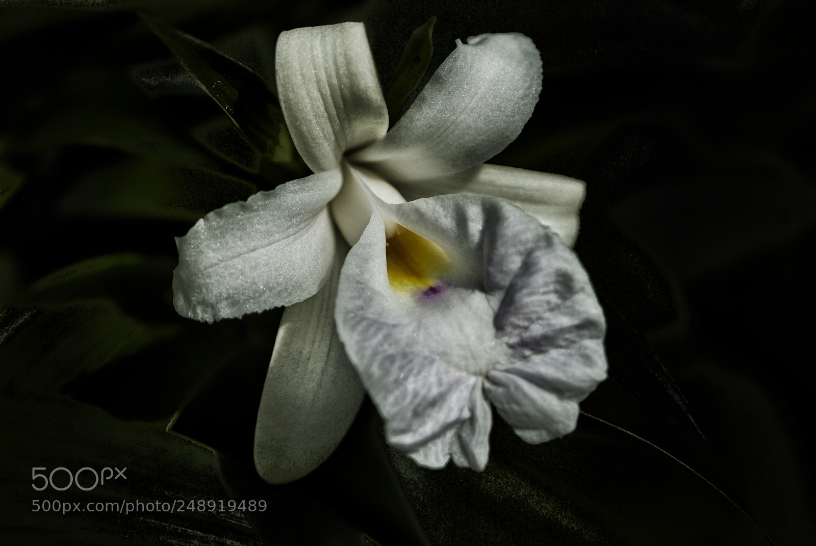 Nikon D200 sample photo. Orchid photography