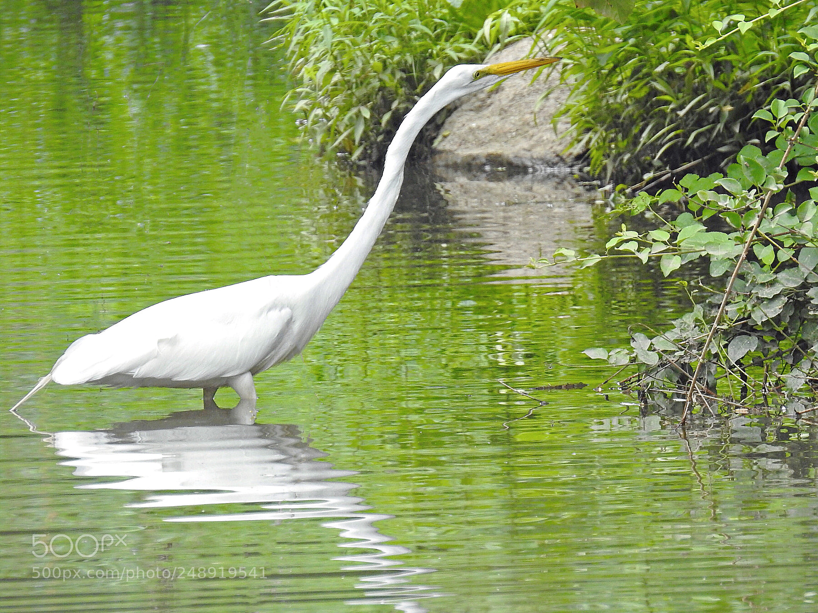 Nikon Coolpix P900 sample photo. Egret photography