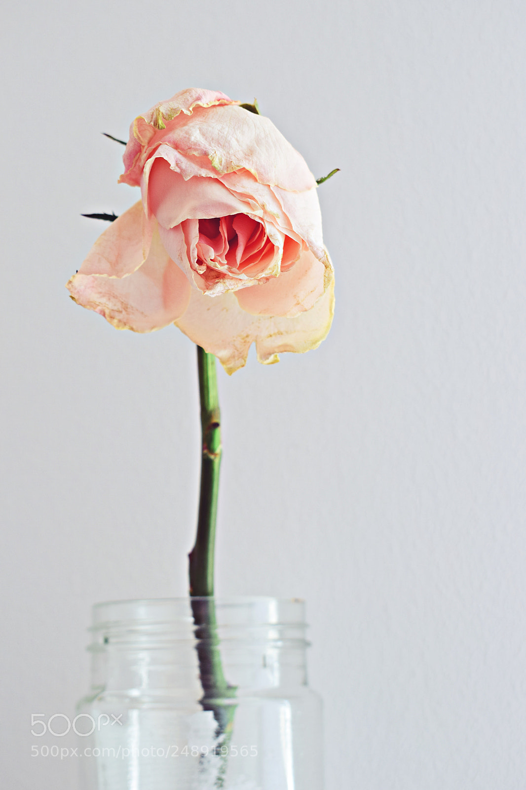 Nikon D3300 sample photo. Rose photography