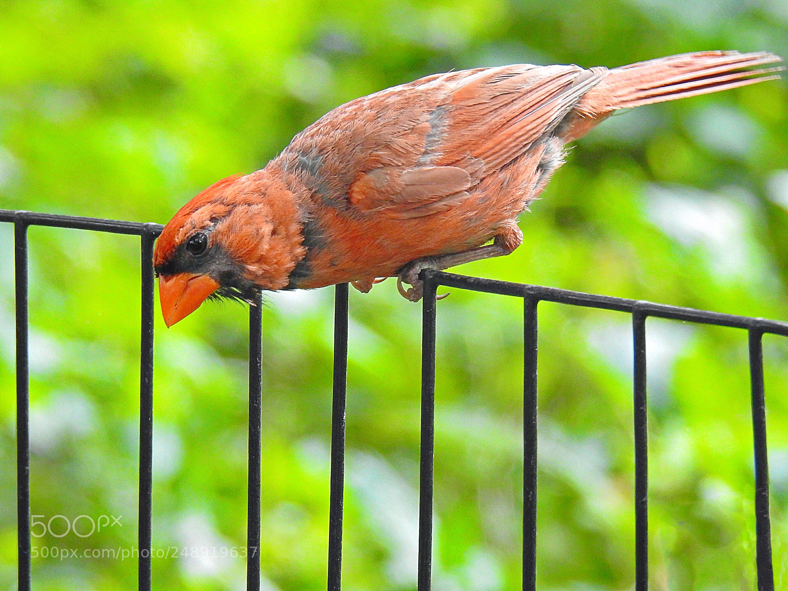 Nikon Coolpix P900 sample photo. Cardinal photography