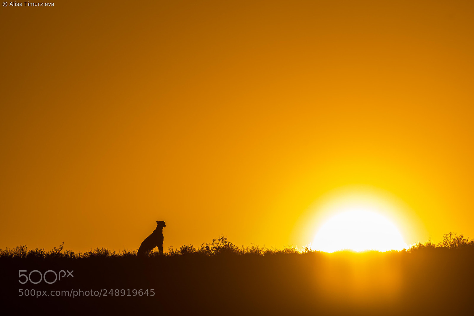 Nikon D500 sample photo. Cheetah silhouette at sunrise photography