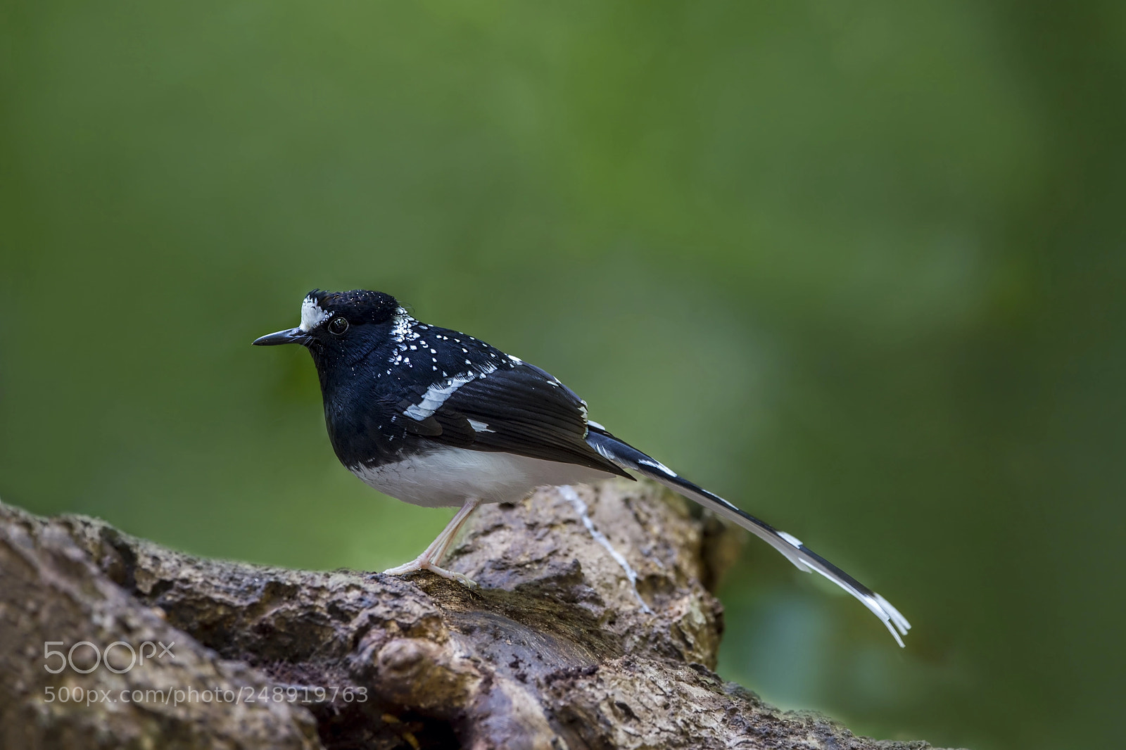 Nikon D4 sample photo. Spotted forktail photography