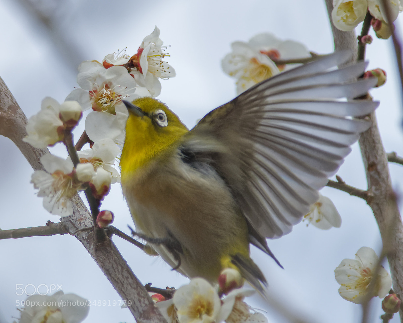 Nikon D500 sample photo. Flying from branch to photography