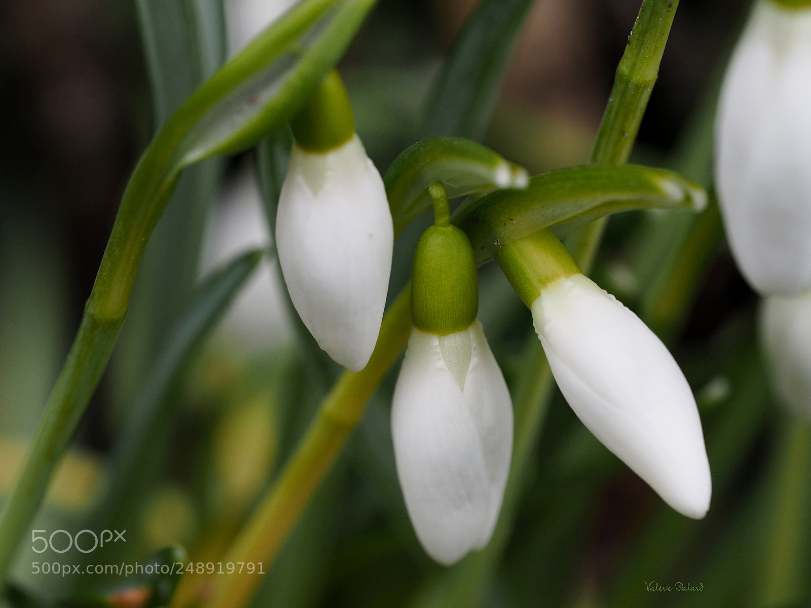 Olympus OM-D E-M5 II sample photo. Perce-neiges photography
