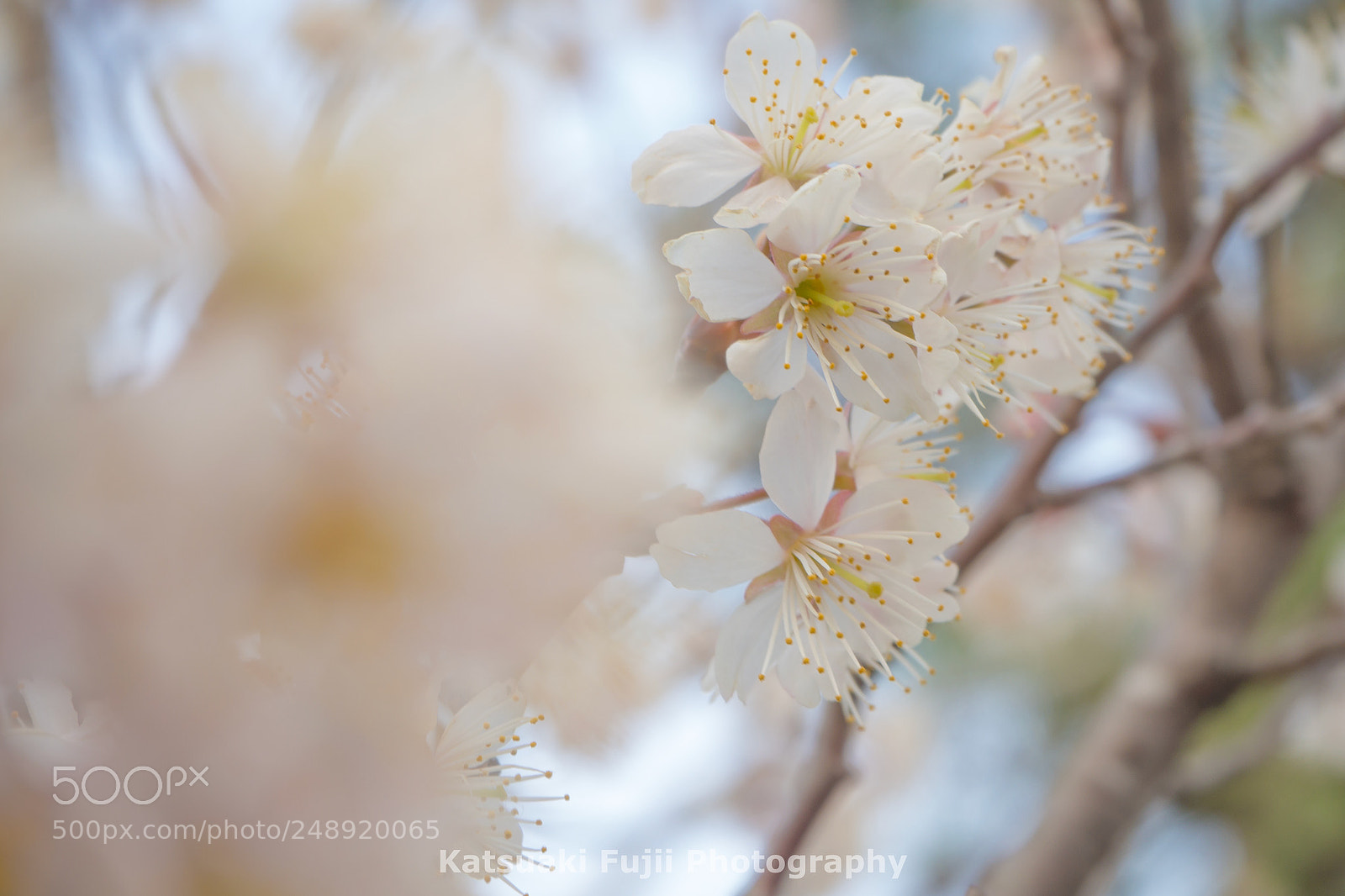 Olympus OM-D E-M10 sample photo. Spring has come! photography