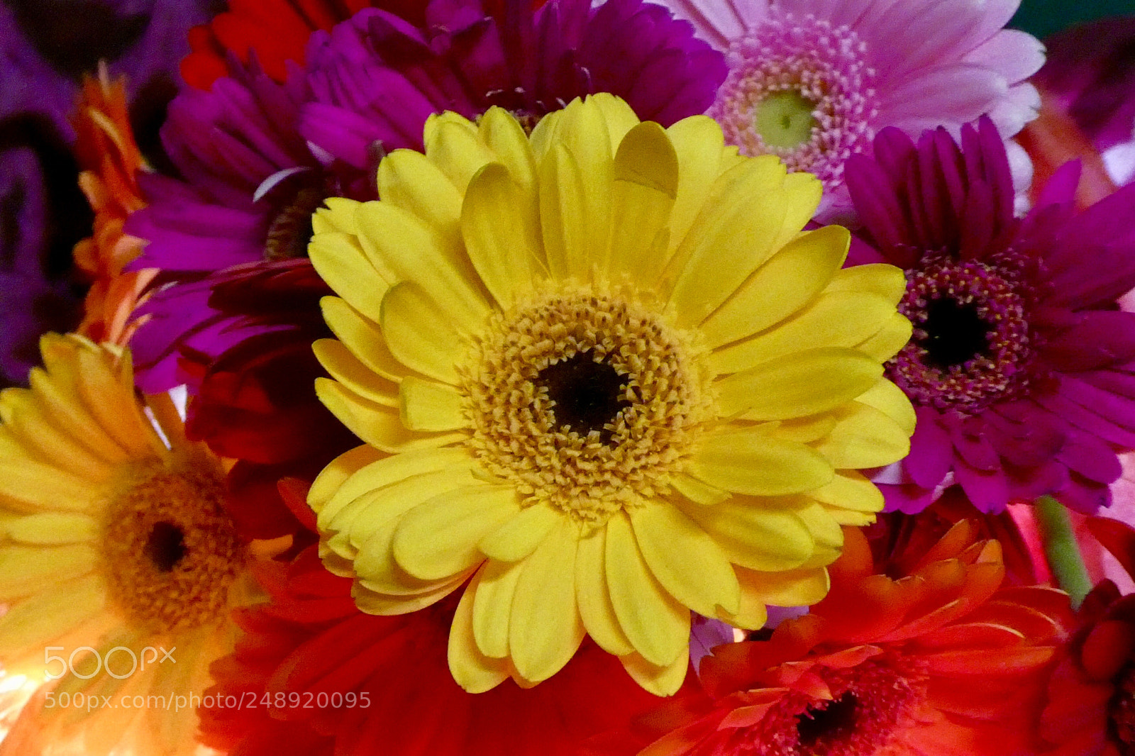 Panasonic Lumix DC-ZS70 (Lumix DC-TZ90) sample photo. Flowers photography