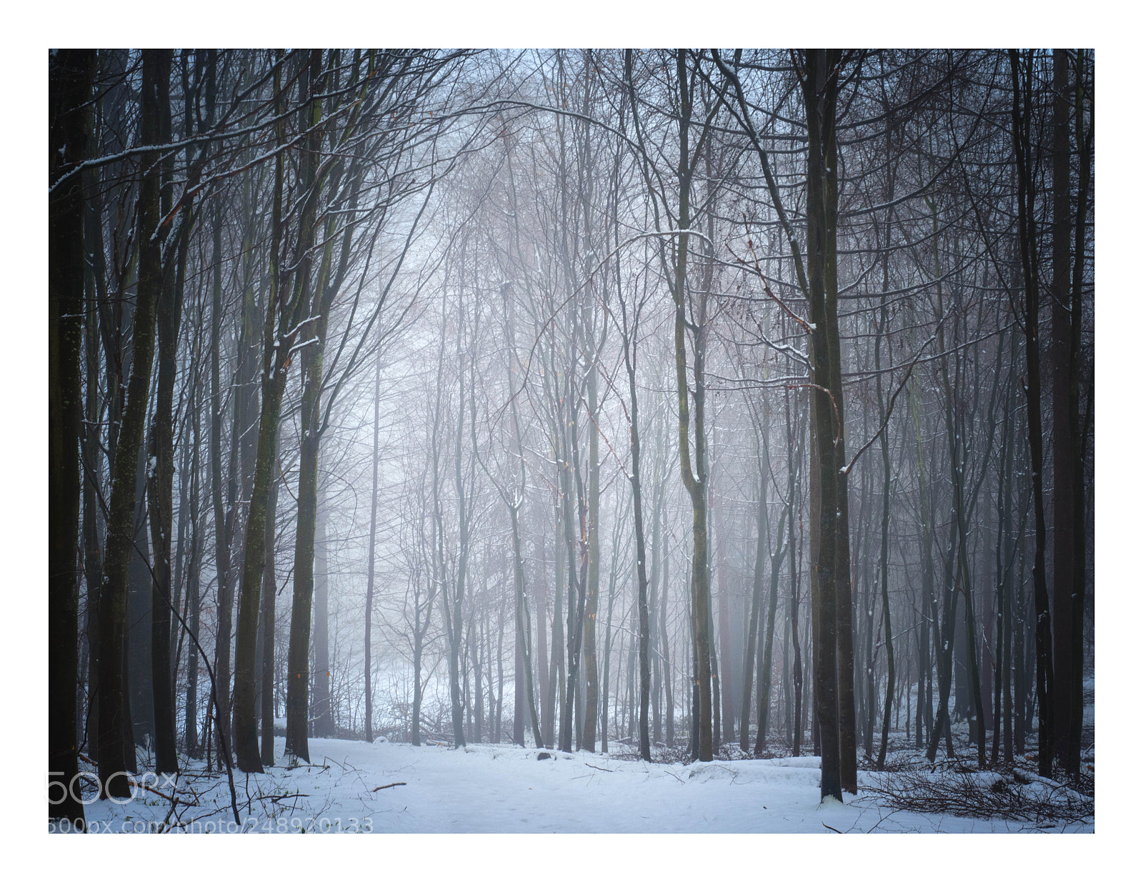 Panasonic Lumix DMC-GX8 sample photo. Riisskov photography