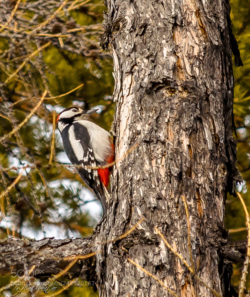 Nikon D5100 sample photo. Great spotted woodpecker photography
