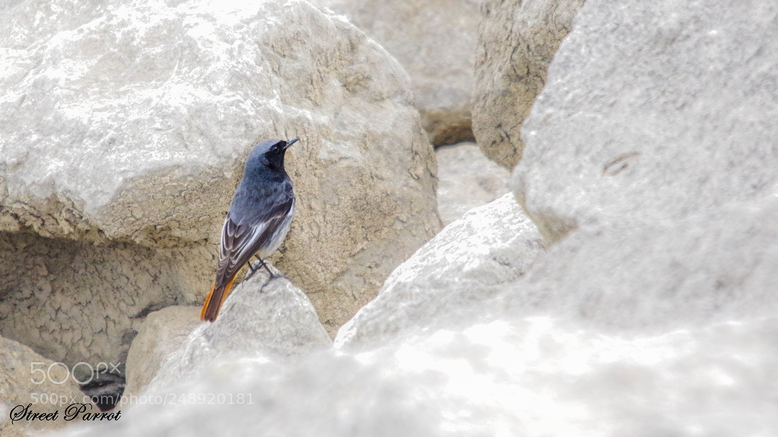Pentax K-3 II sample photo. Black redstart photography