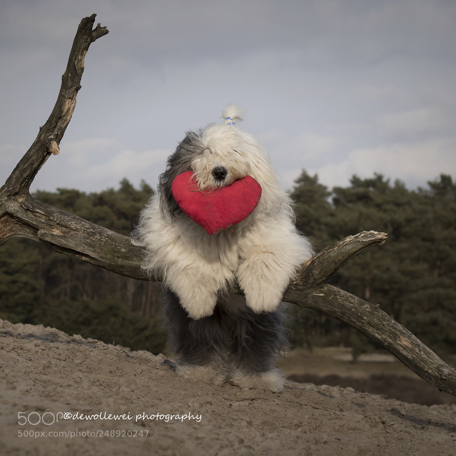 Canon EOS 7D Mark II sample photo. A heart for mother's photography
