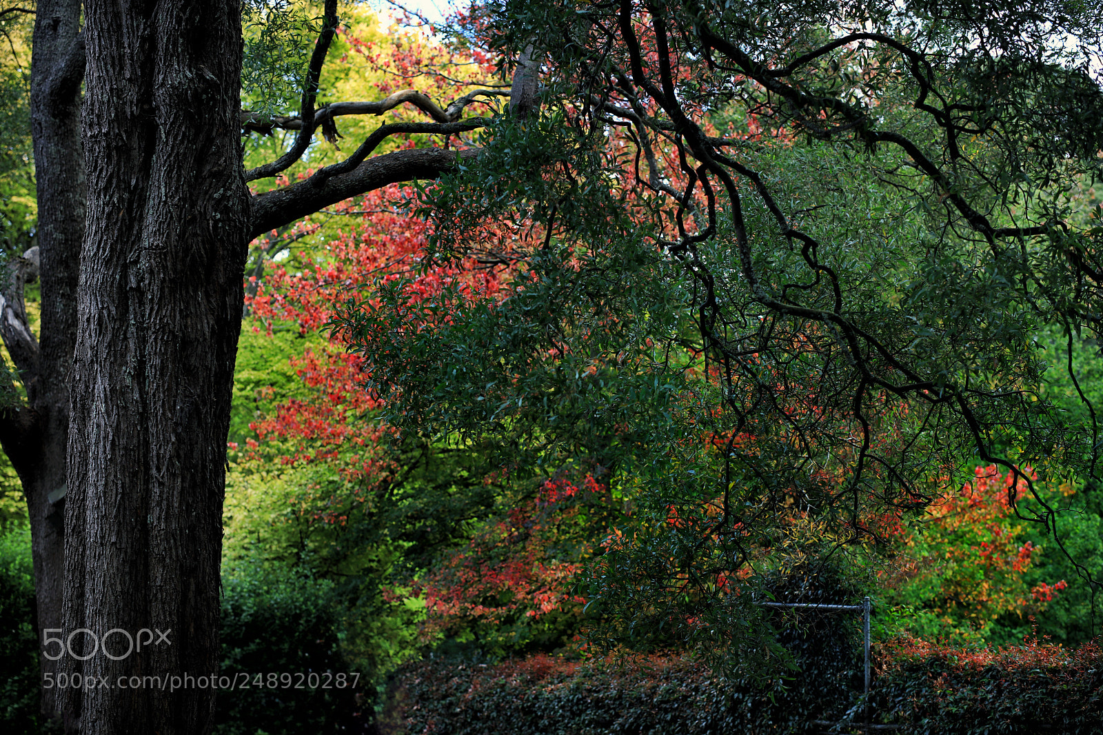 Canon EOS 5DS R sample photo. Touch of autumn photography