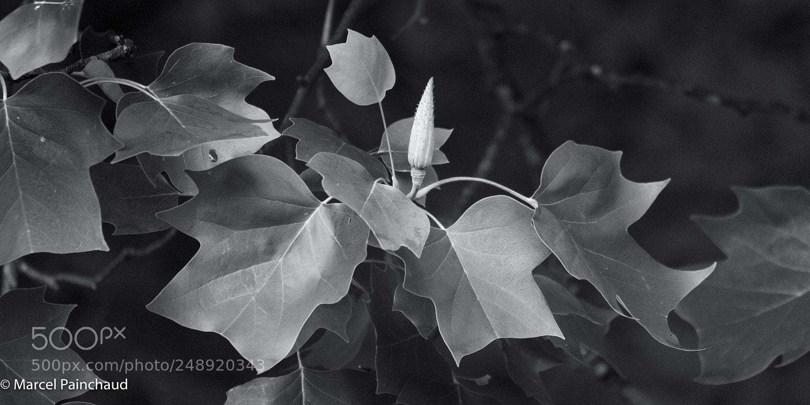 Nikon D810 sample photo. Patches of light iii photography