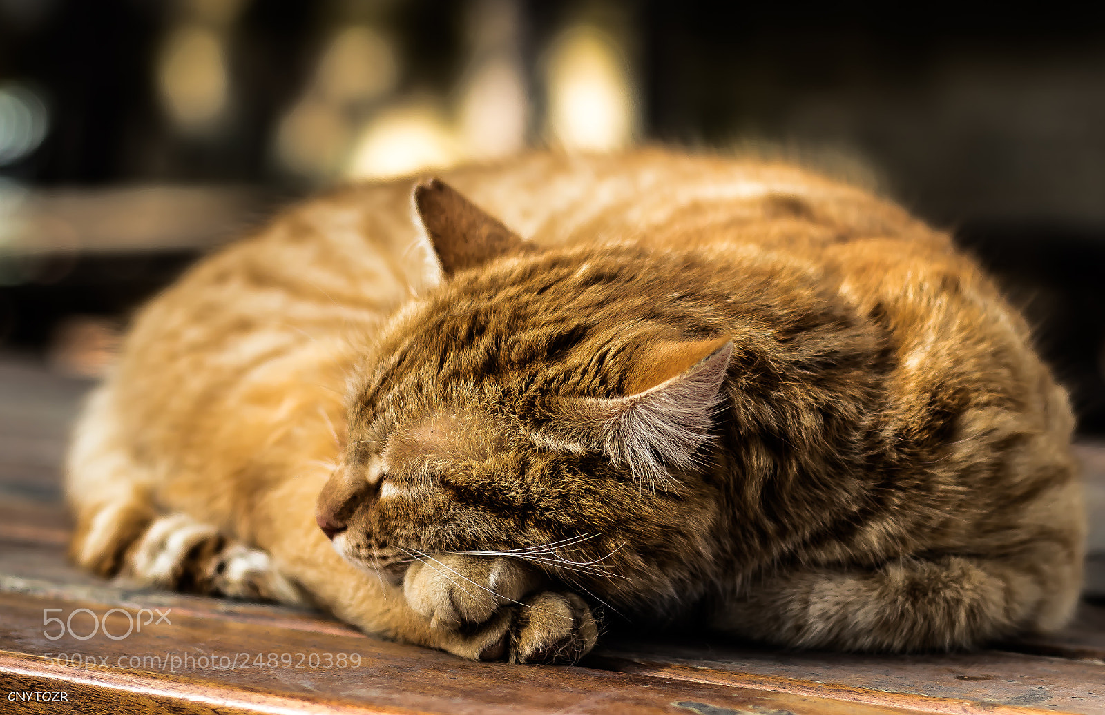 Canon EOS 800D (EOS Rebel T7i / EOS Kiss X9i) sample photo. Yellow cat photography