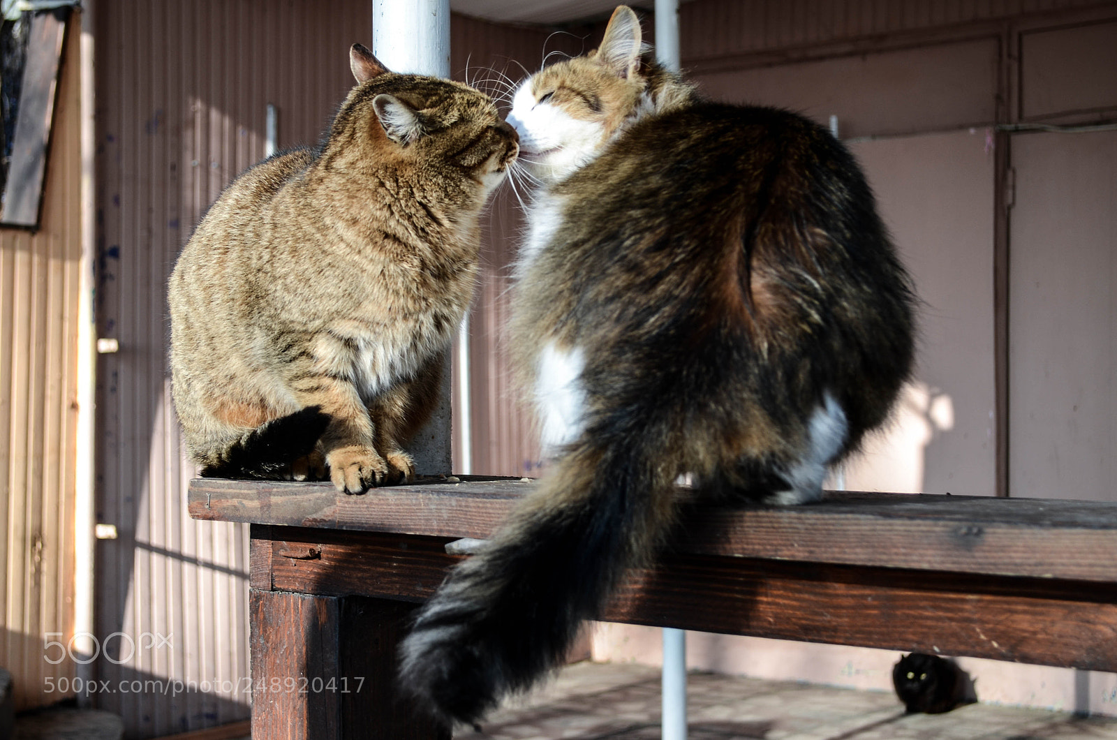 Nikon D5100 sample photo. Love photography