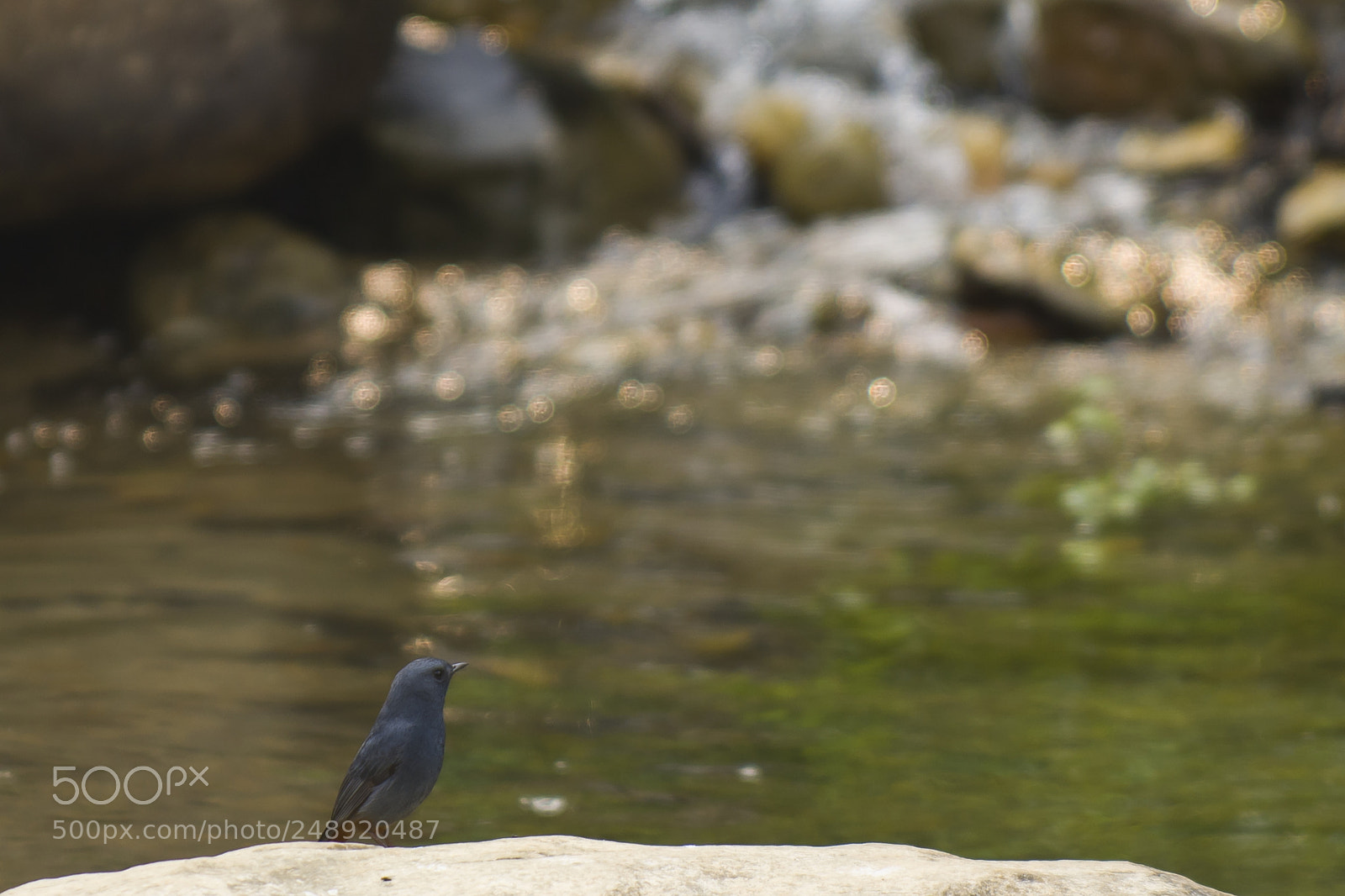 Nikon D7200 sample photo. Plumbeous water redstar resting photography