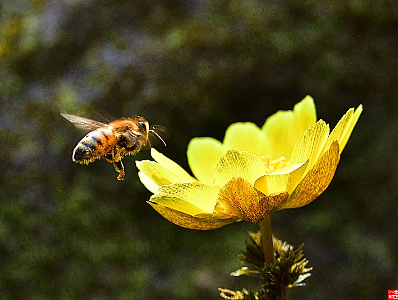 Nikon D810 sample photo. Bee and flower photography