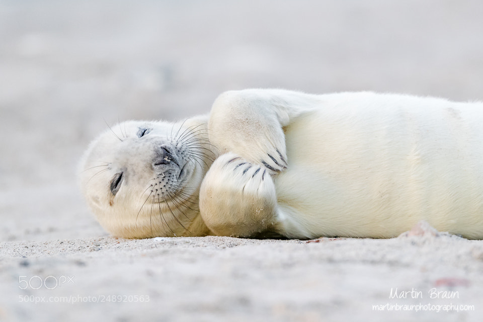 Canon EOS-1D X Mark II sample photo. Cute grey seal cub photography