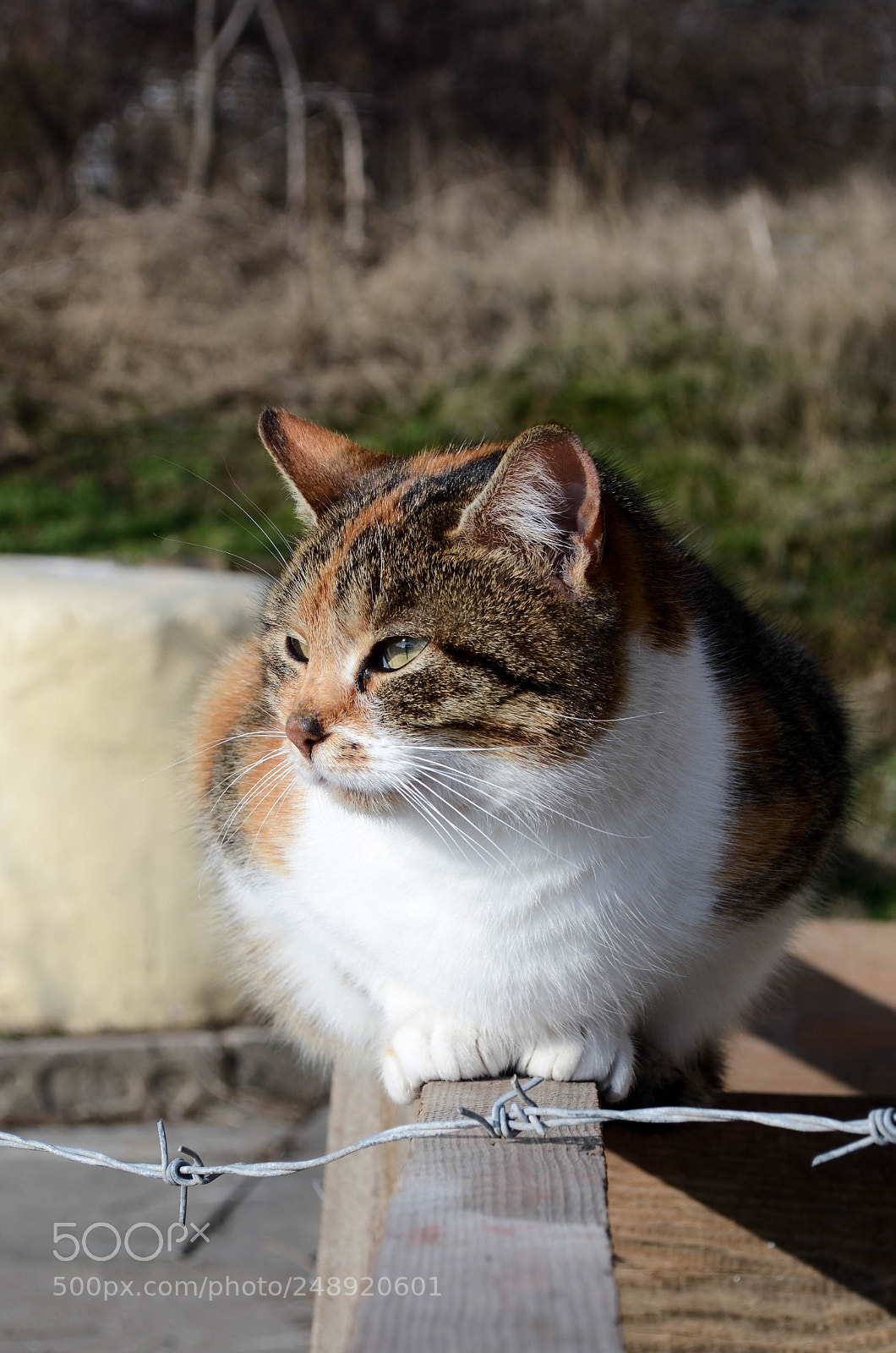 Nikon D5100 sample photo. Hhmm.. cat sees to photography