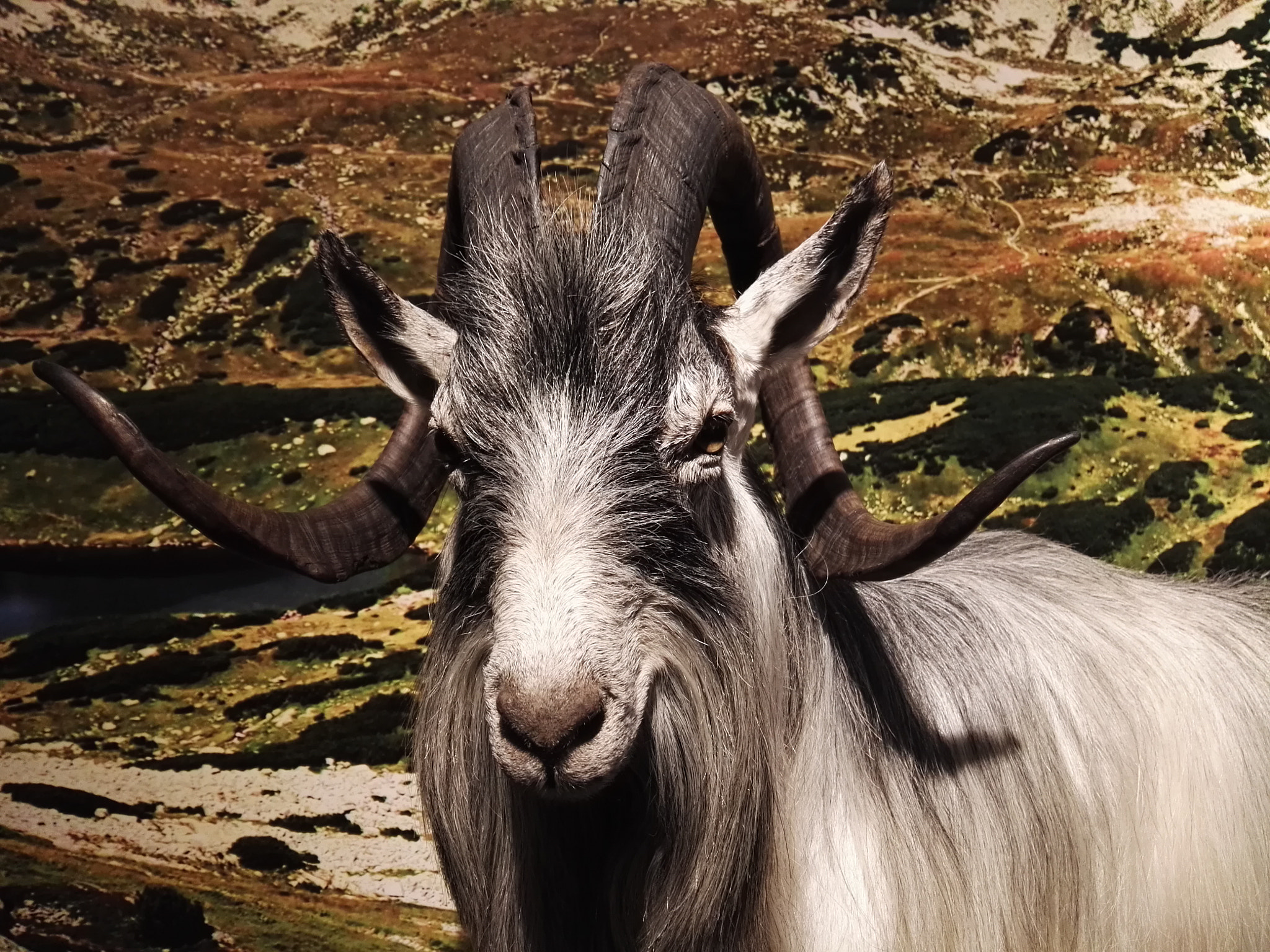 HUAWEI P8 sample photo