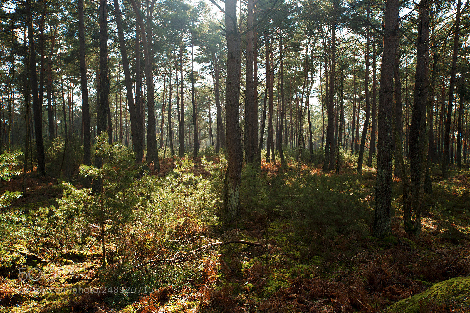 Nikon Df sample photo. Fontainebleau - x photography