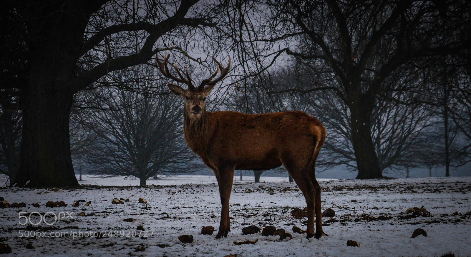 Nikon D5100 sample photo. Majestic photography