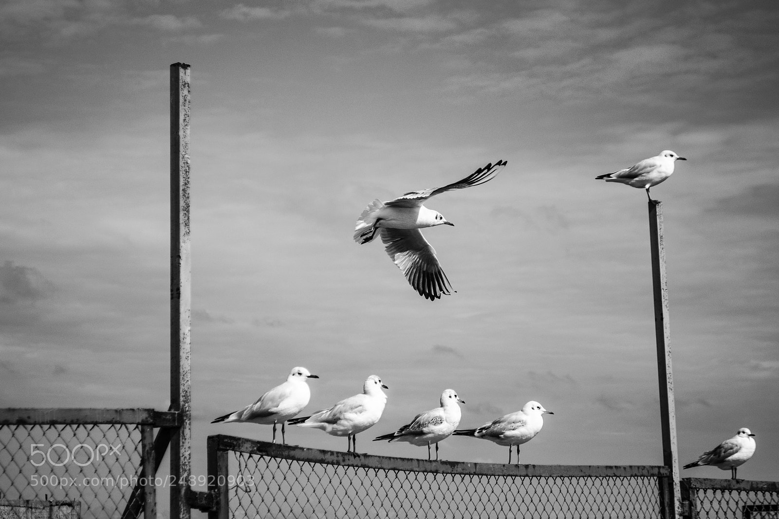Nikon D90 sample photo. Untitled photography
