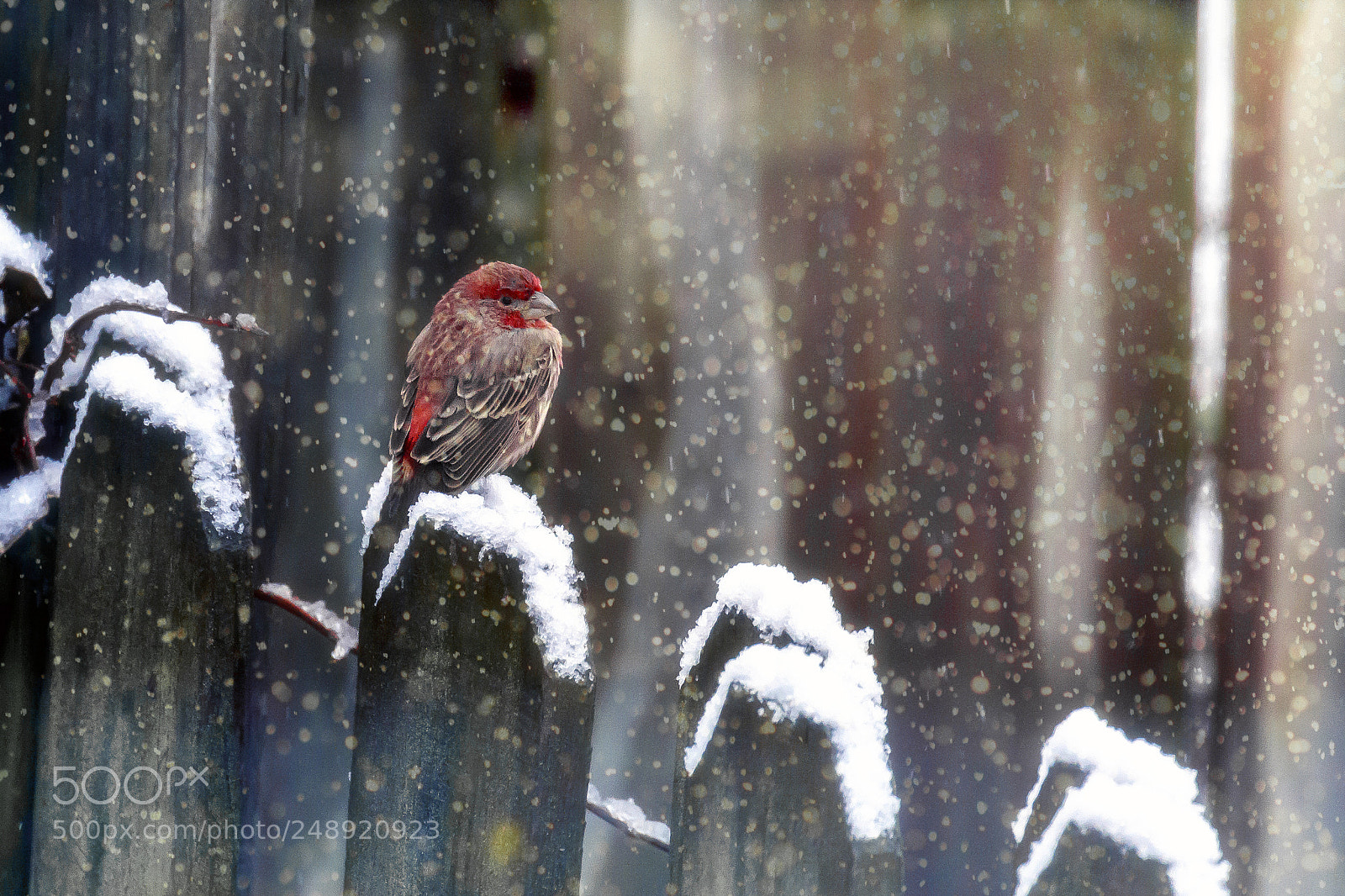 Canon EOS 7D Mark II sample photo. House finch in the photography