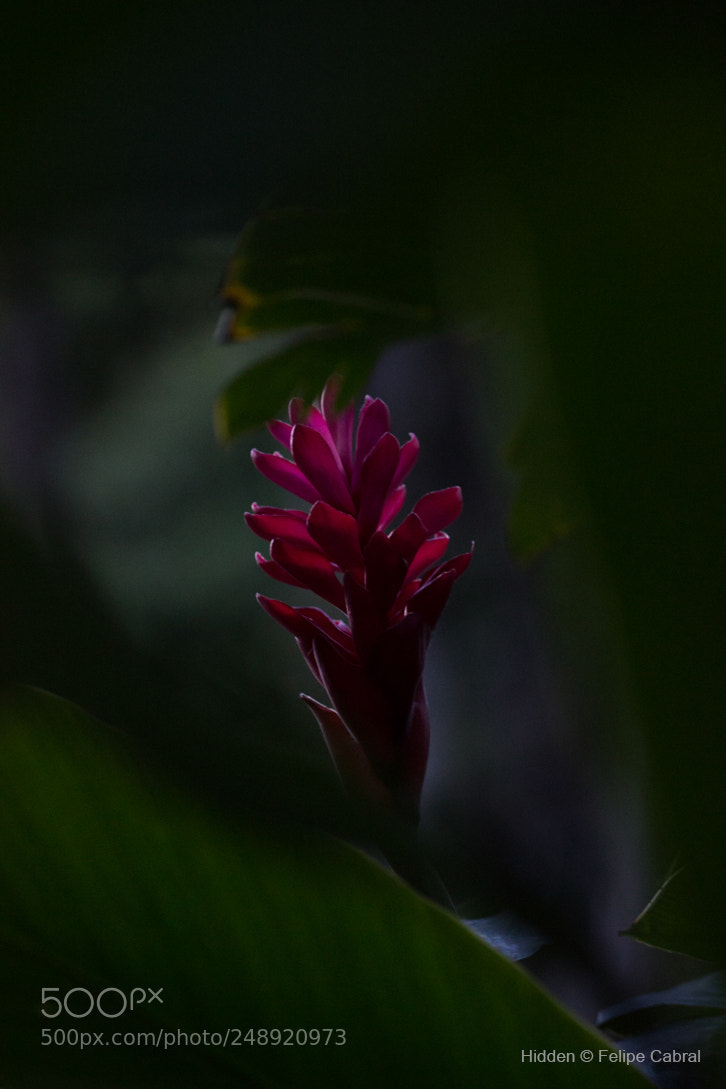 Canon EOS 600D (Rebel EOS T3i / EOS Kiss X5) sample photo. Hidden photography
