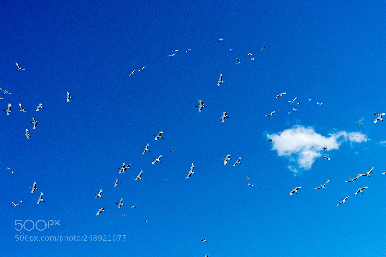 Nikon D4 sample photo. A number of japanese photography