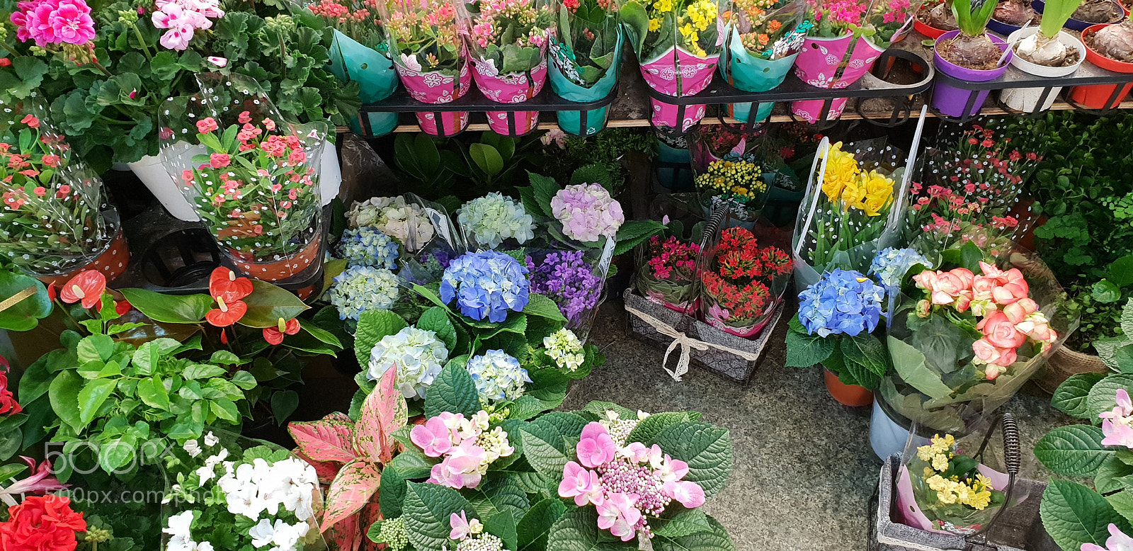 Samsung Galaxy S9+ sample photo. Street flower photography