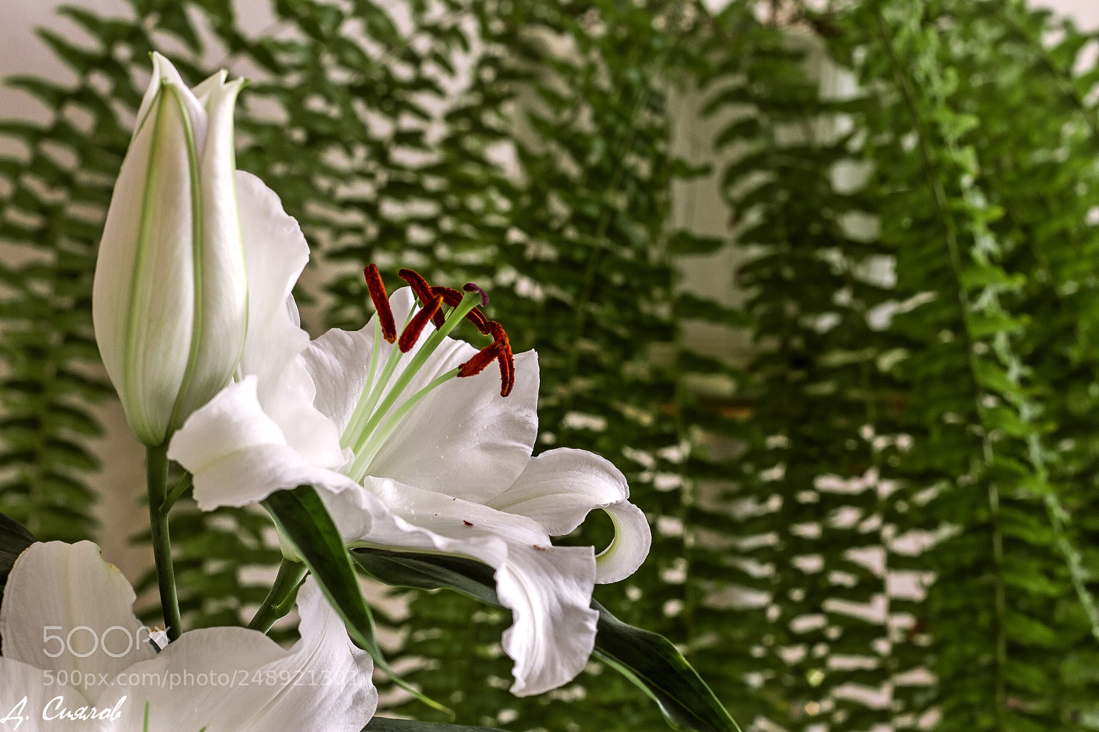 Canon EOS 7D sample photo. Лилия photography