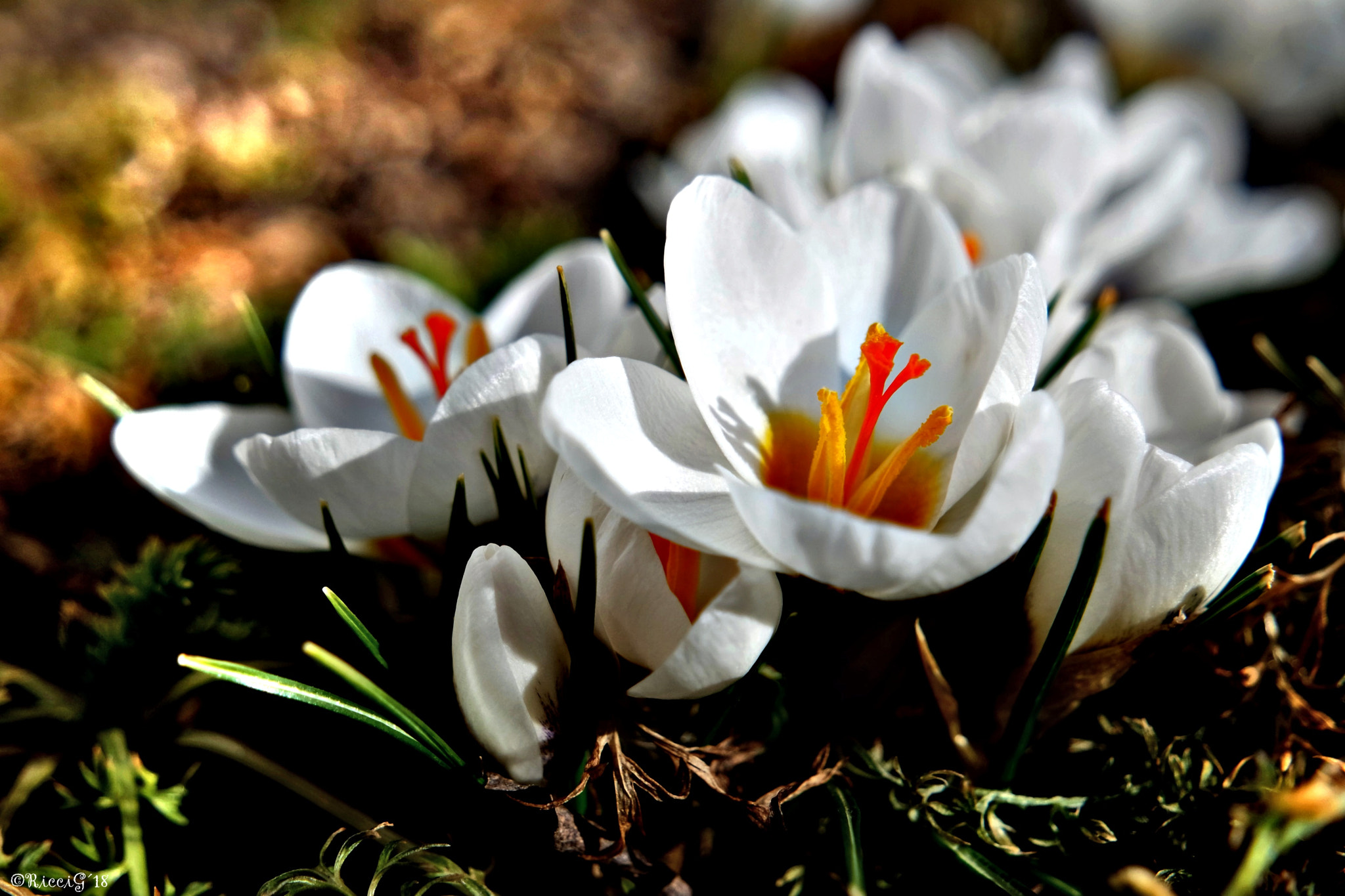 Samsung NX3300 sample photo. White flowers photography