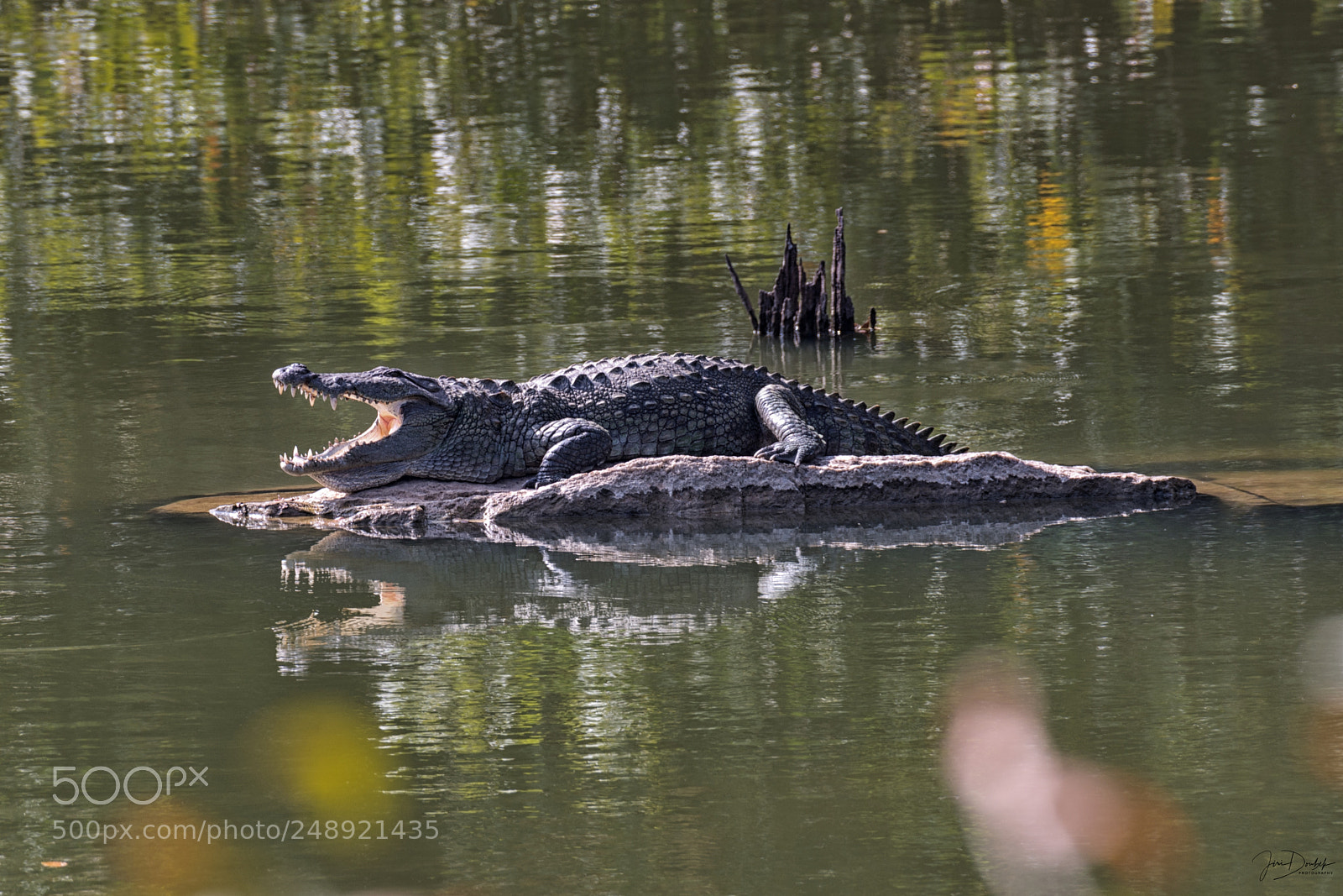 Nikon D7200 sample photo. Crocodile photography