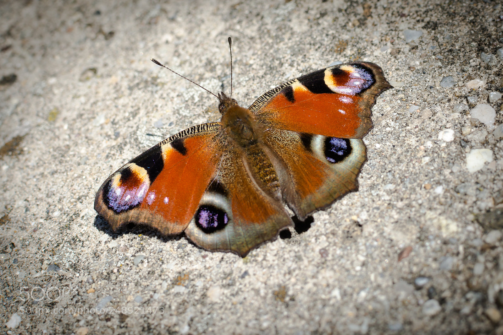 Nikon D5200 sample photo. Butterfly  photography