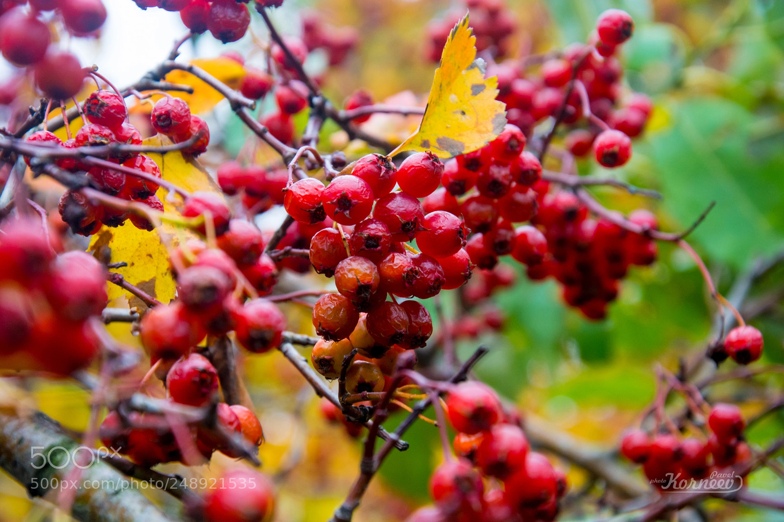 Nikon D5200 sample photo. Bearing photography