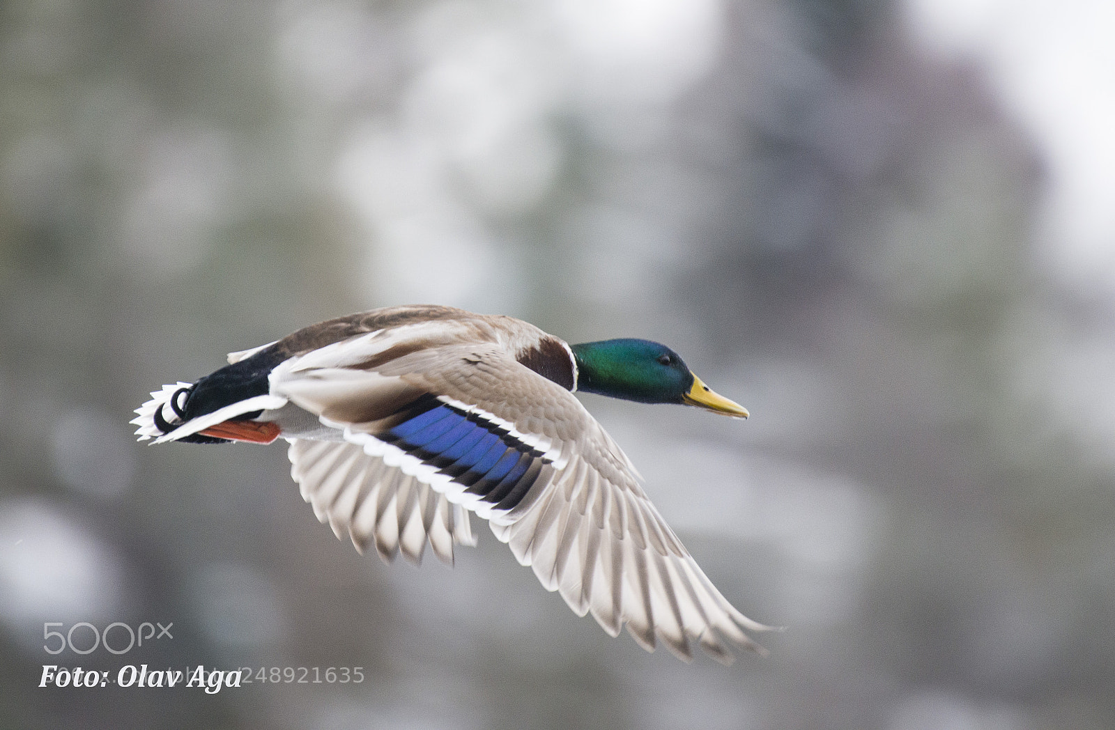 Nikon D800 sample photo. Male mallard. photography