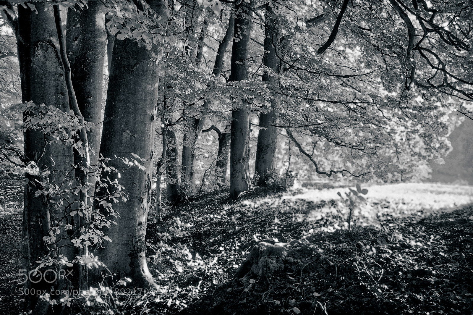 Nikon D200 sample photo. Forest edge photography