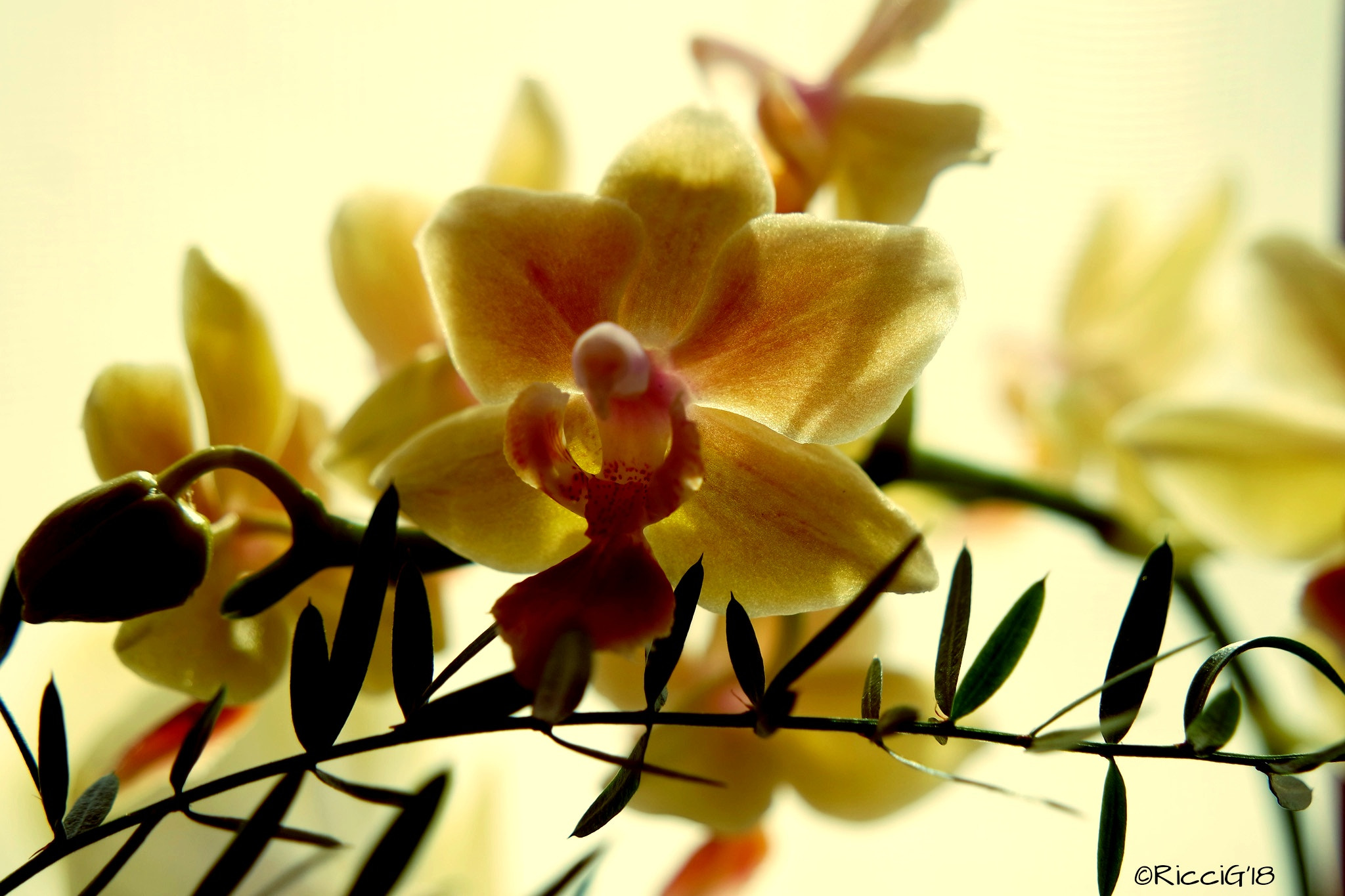 Samsung NX3300 sample photo. Little orchids photography