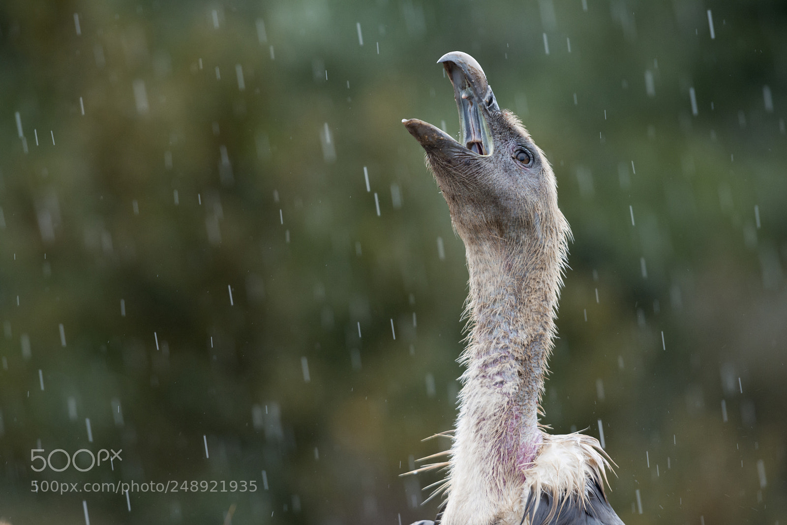 Nikon D800 sample photo. Eurasian griffon vulture gyps photography