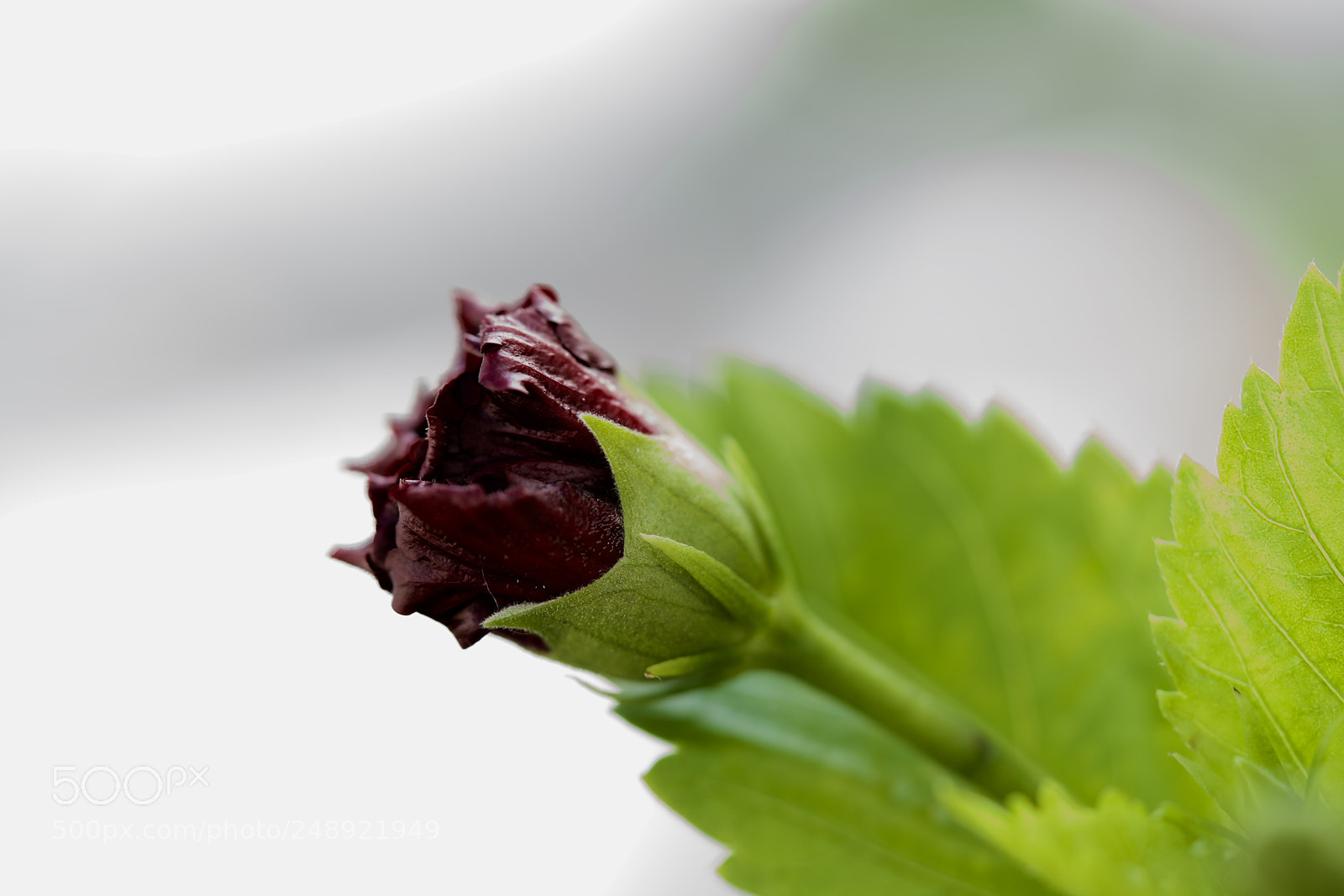 Sony a7R II sample photo. Ready to blossom! photography
