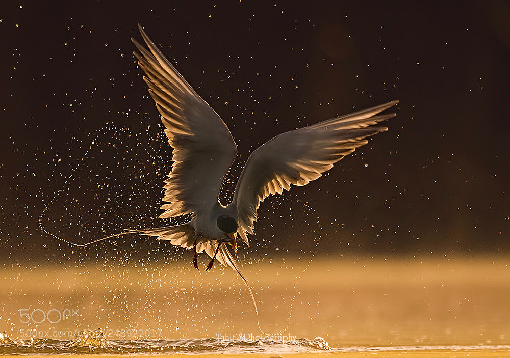 Nikon D500 sample photo. The river tern at photography