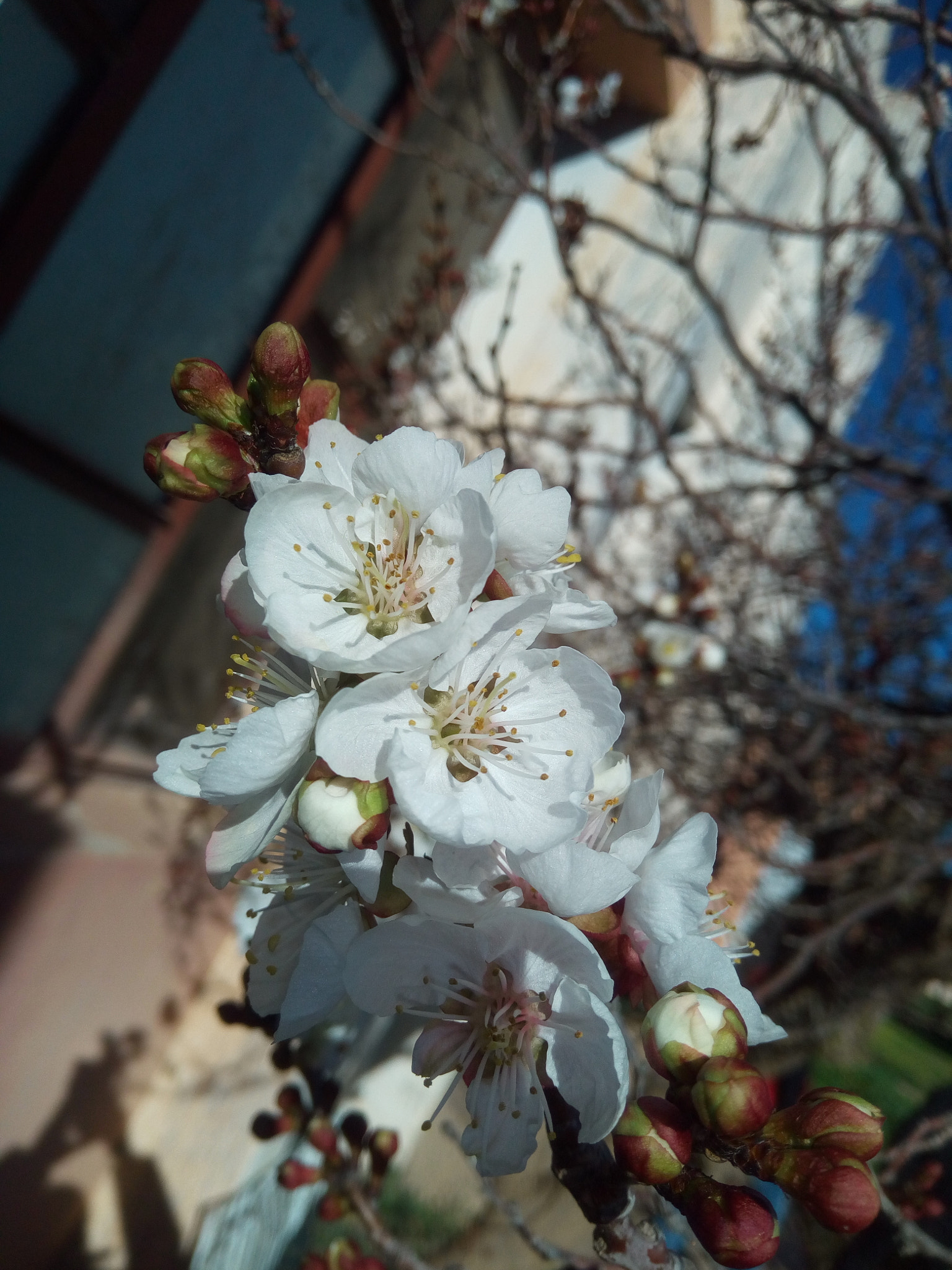 Infinix NOTE 3 PRO sample photo