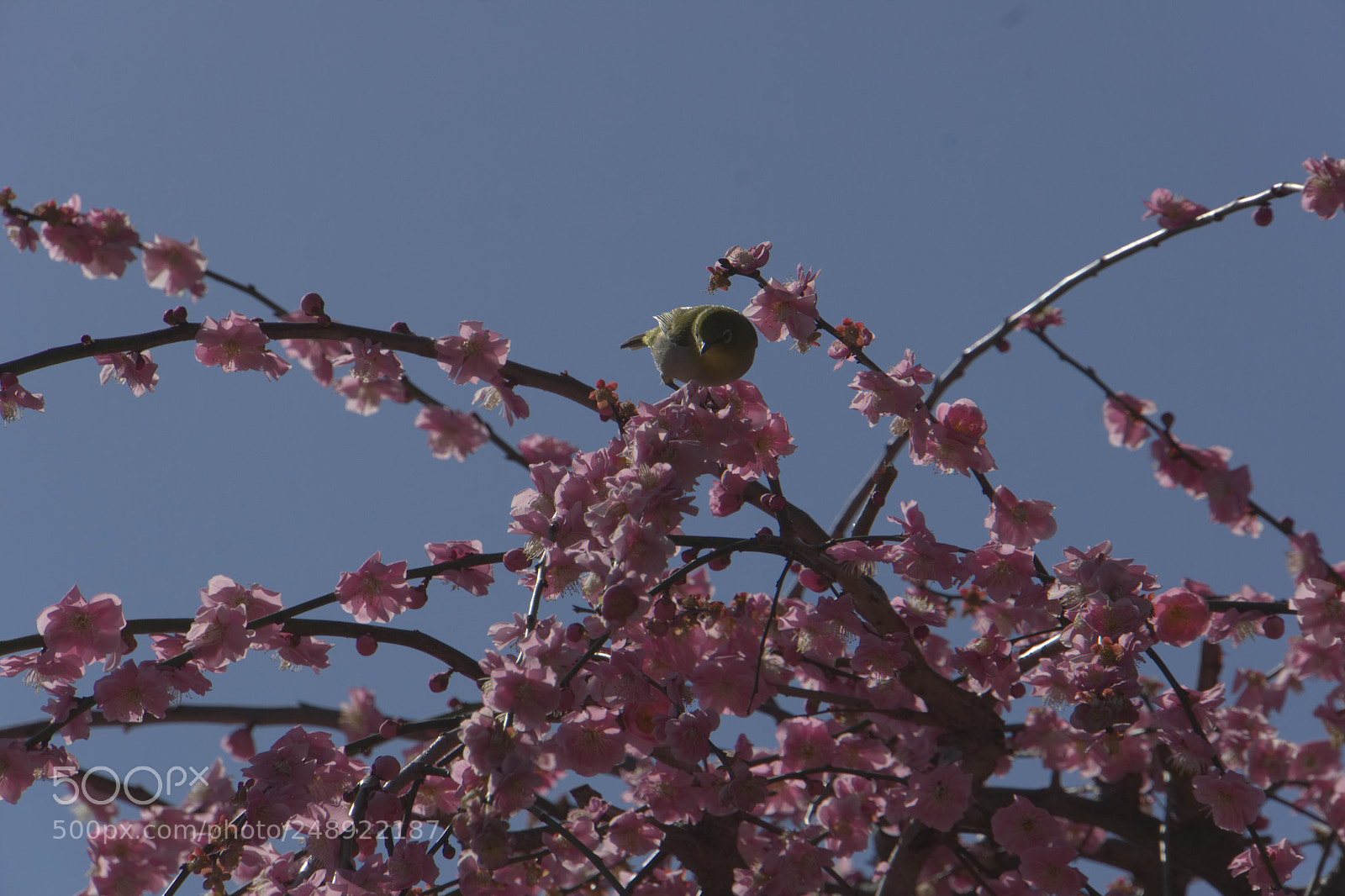 Sony Alpha NEX-5 sample photo. 春を告げる photography