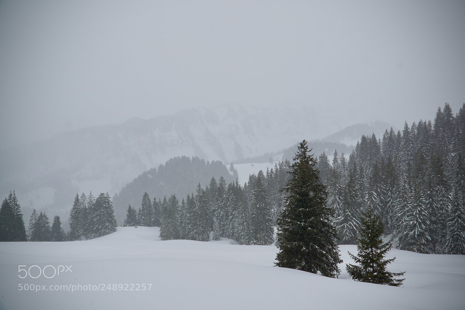 Sony a6000 sample photo. Lost in a winter photography
