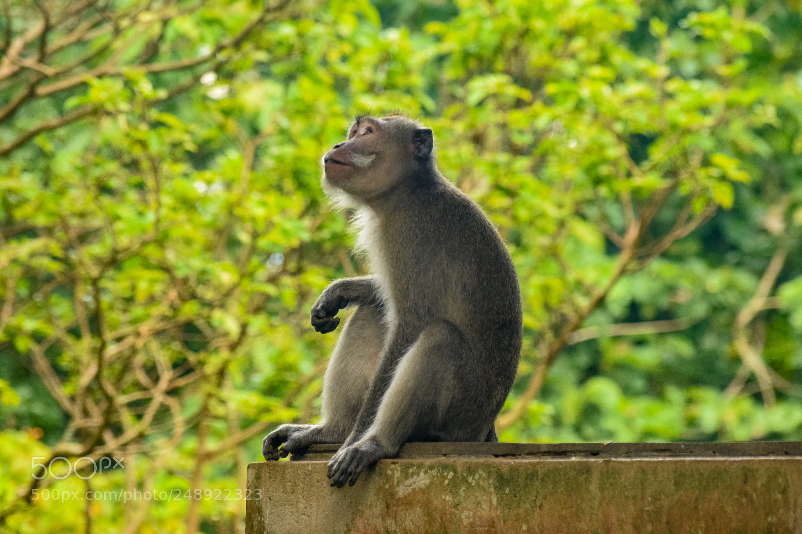 Nikon D3300 sample photo. Gazing monkey photography