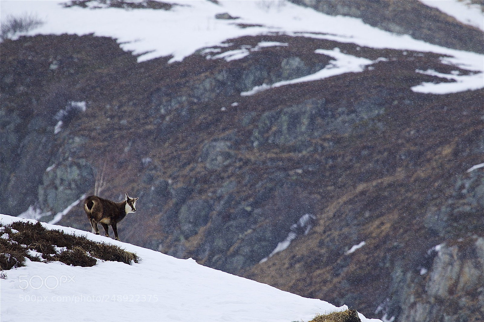 Canon EOS 7D Mark II sample photo. Chamois photography