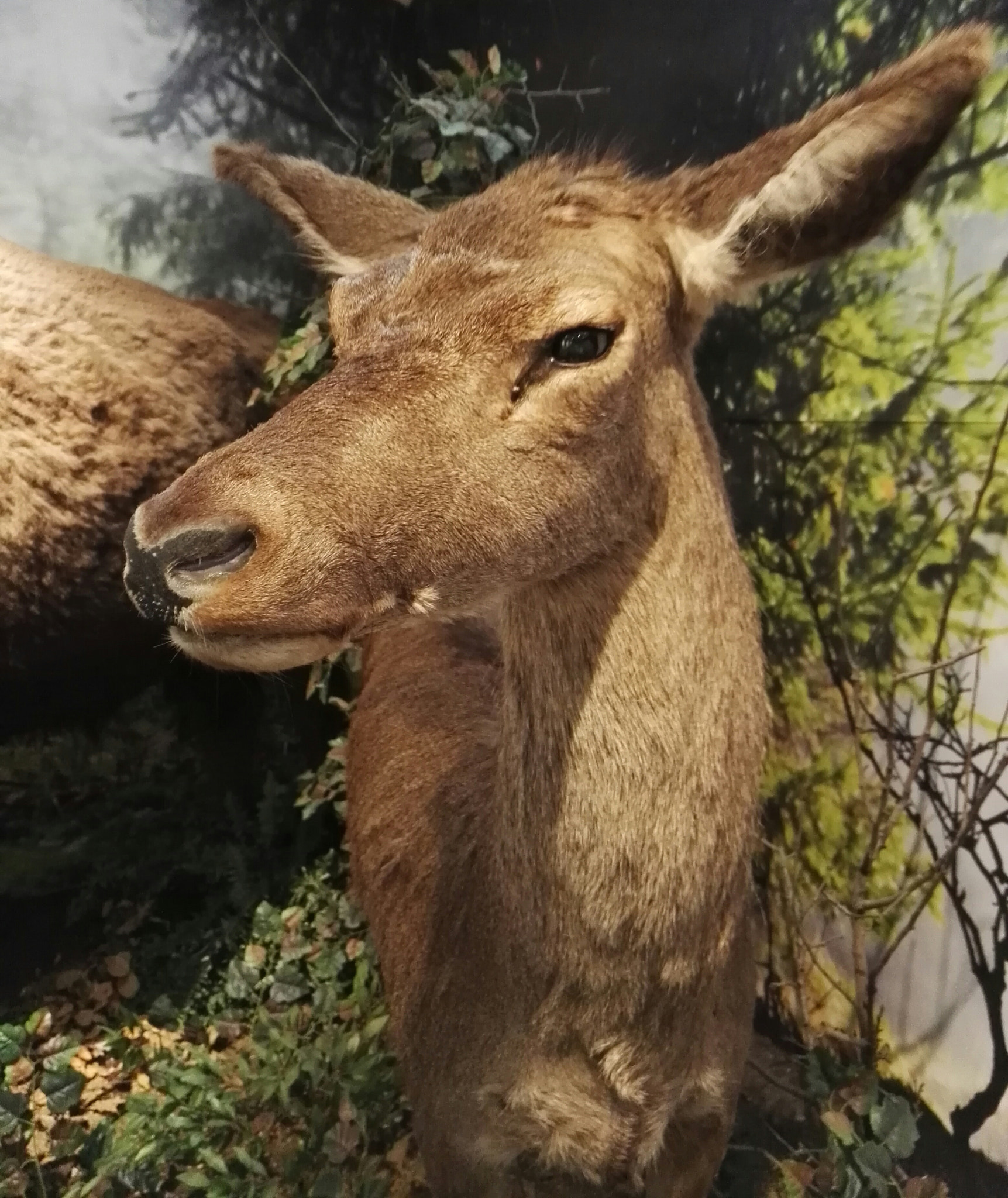 HUAWEI P8 sample photo