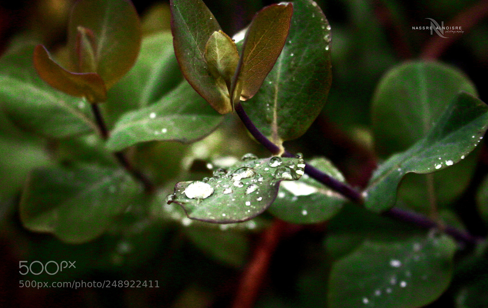 Canon EOS 700D (EOS Rebel T5i / EOS Kiss X7i) sample photo. Untitled photography