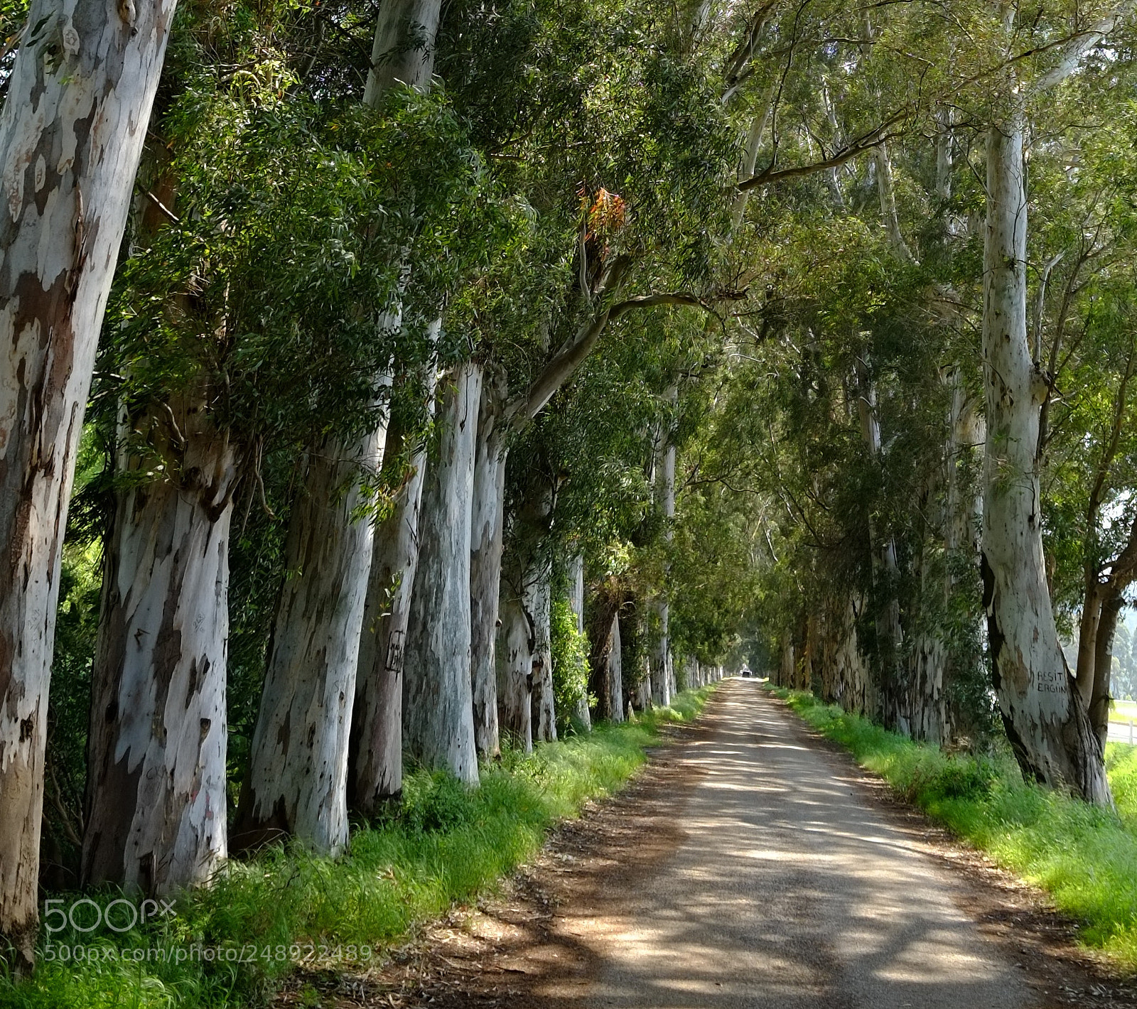 Fujifilm X-E1 sample photo. Road to life.. photography